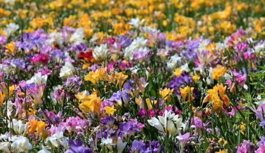 【癒し】春の季節にオススメの香りの良い花一覧【spring】