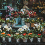 花屋の花のイメージ画像