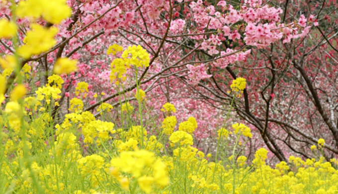 桃と菜の花のひなまつりのイメージ画像