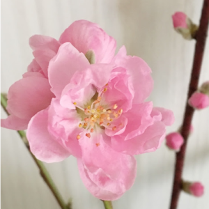 桃の花の画像