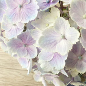 紫陽花の切り花1本