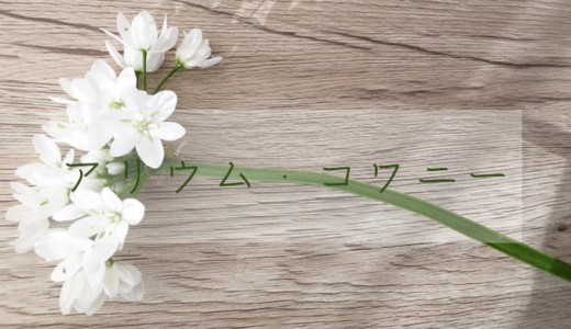 【白い花】アリウム・コワニーを飾ってみよう【切り花】