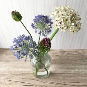 【切花】形が独特で種類豊富なアリウムを楽しもう【青い花】 | Flower in Space
